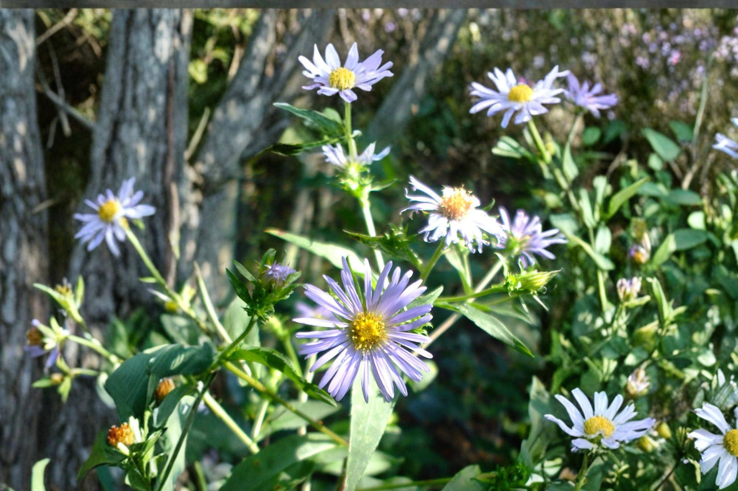 Swamp Aster Seeds – Symphyotrichum puniceum – Moisture-Loving Perennial with Lavender to Purple Flowers for Wetland Gardens