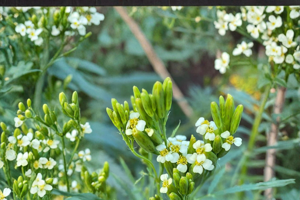 Black Mint Seeds – Tagetes minuta Herb, Aromatic Culinary Herb, Yellow Flowers, South American Plant, Herb Garden Seed