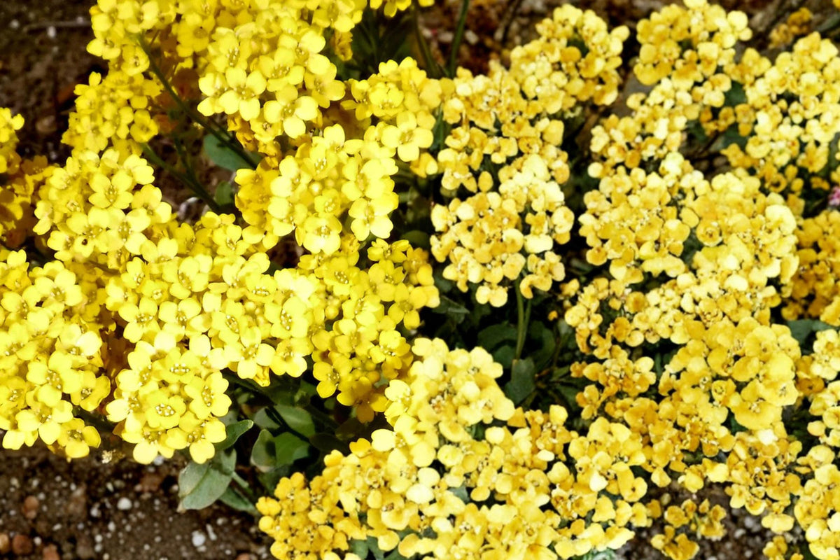 Basket of Gold Seeds – Alyssum saxatile, Low-Growing Perennial, Bright Yellow Flowers, Rock Garden & Border Groundcover