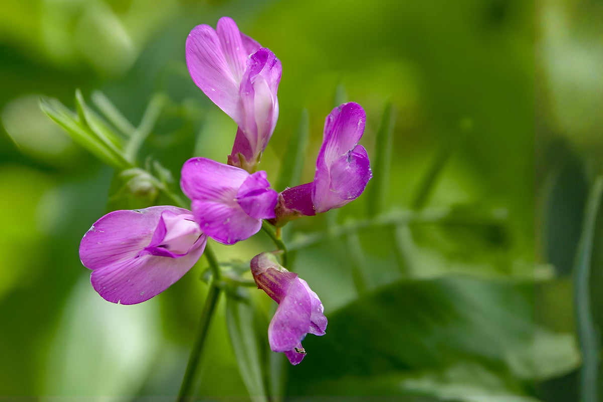 American Vetch Seeds 25 Pack, Native Wildflower for Pollinators, Soil Improvement, Vicia americana