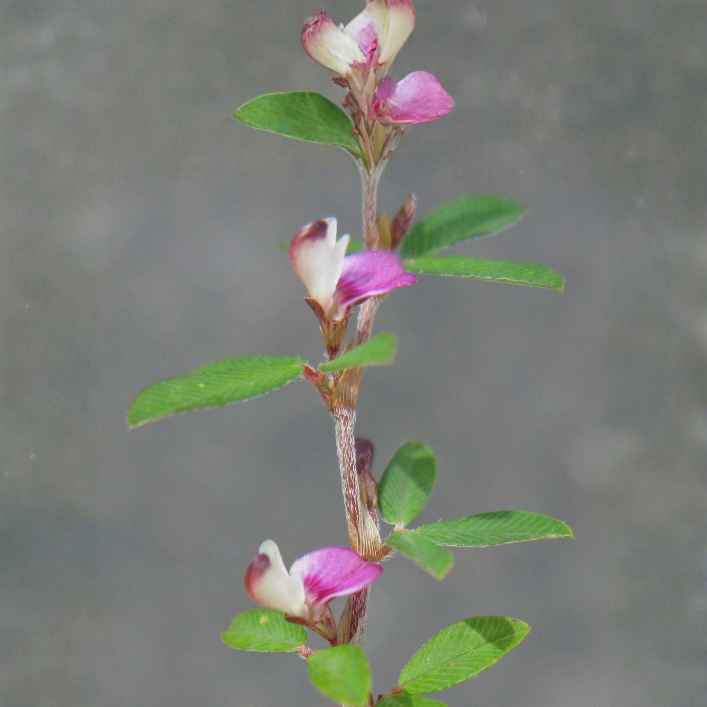 Korean Lespedeza Seeds 100 | Annual Legume Groundcover | Pink to Purple Flowers | Kummerowia stipulacea Soil Fertility