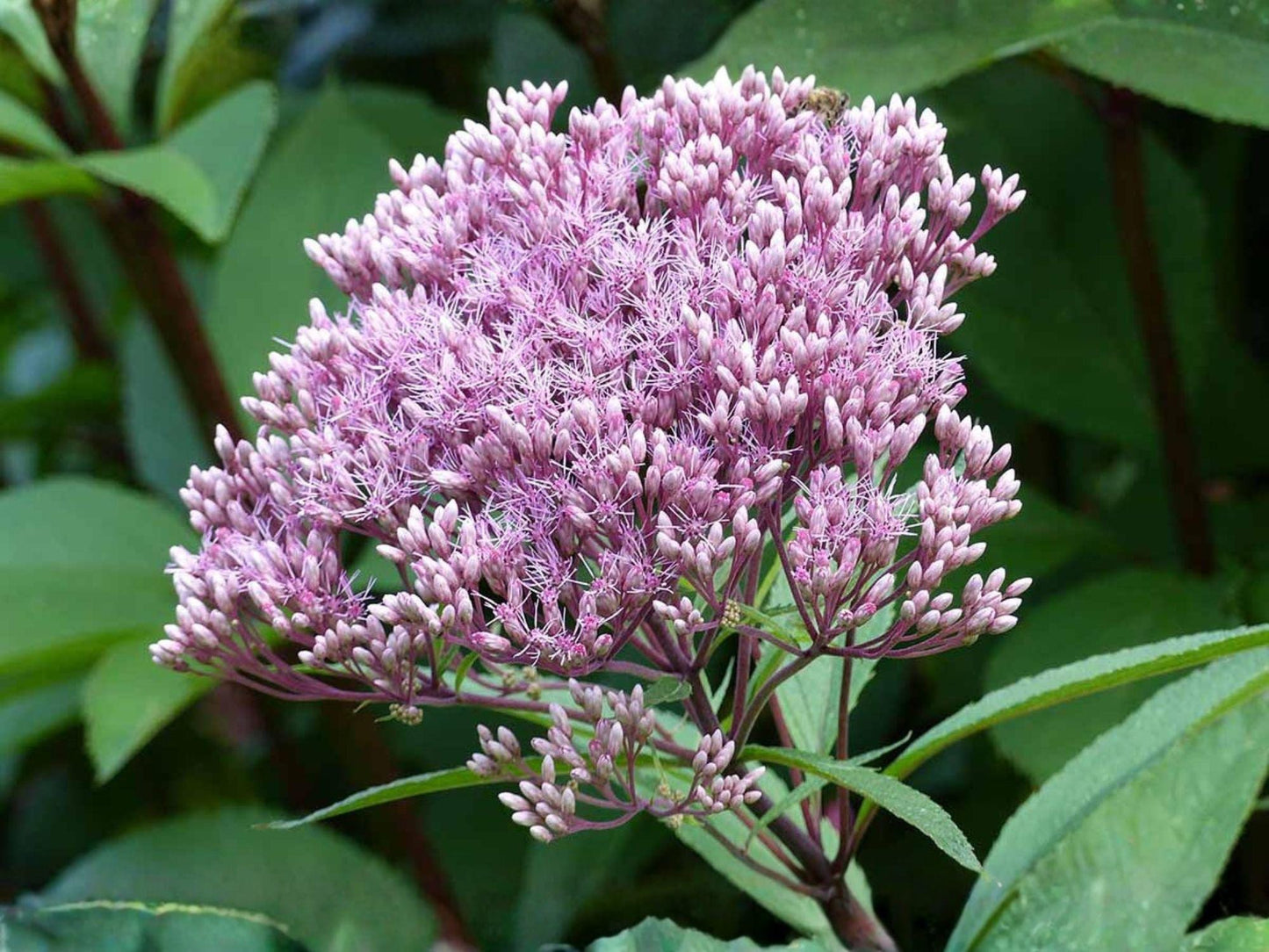 Eutrochium fistulosum Joe Pye Weed Seeds – Heirloom Non-GMO Native Wildflower Seeds for Pollinator Garden and Natural Landscaping