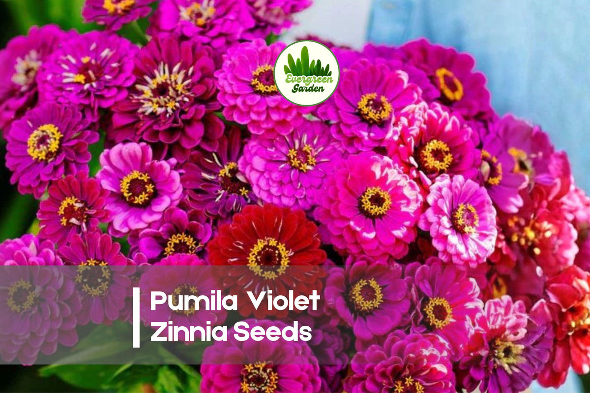 100 Pumila Violet Zinnia Seeds - Compact Annual Flower for Borders, Containers & Pollinator Gardens - Zinnia elegans