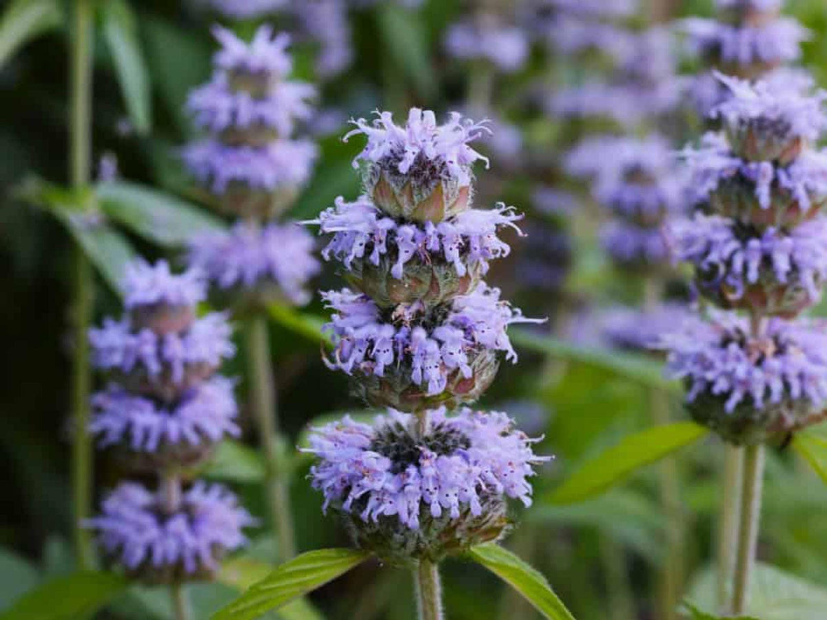 Downy Wood Mint Seeds – Heirloom Non-GMO Blephilia ciliata Native Wildflower for Pollinator Gardens