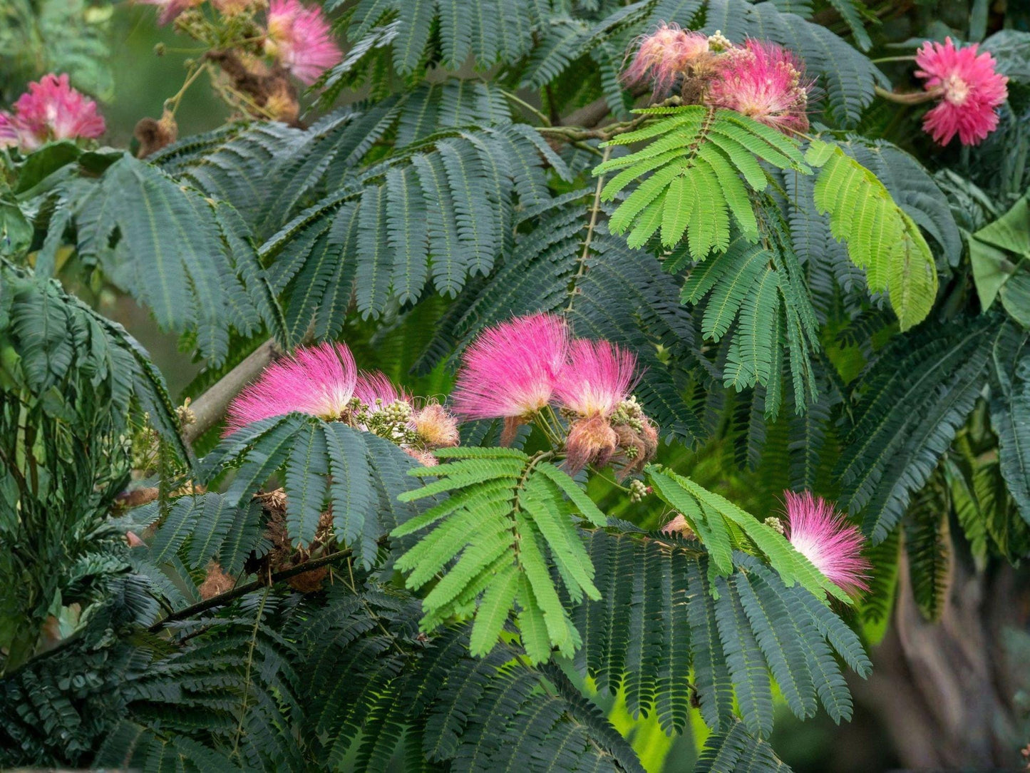 Pink Mimosa Tree Sapling – Bare Root, 2 ft, Albizia julibrissin, Ornamental Flowering Tree for Pollinator Gardens