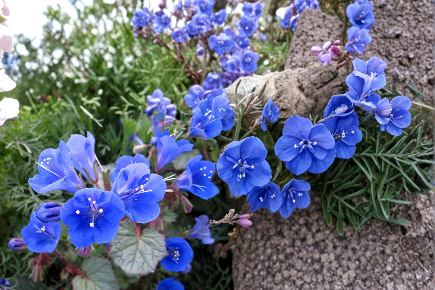 California Bluebells Seeds – Phacelia campanularia, Deep Blue Bell-Shaped Wildflower for Dry Gardens