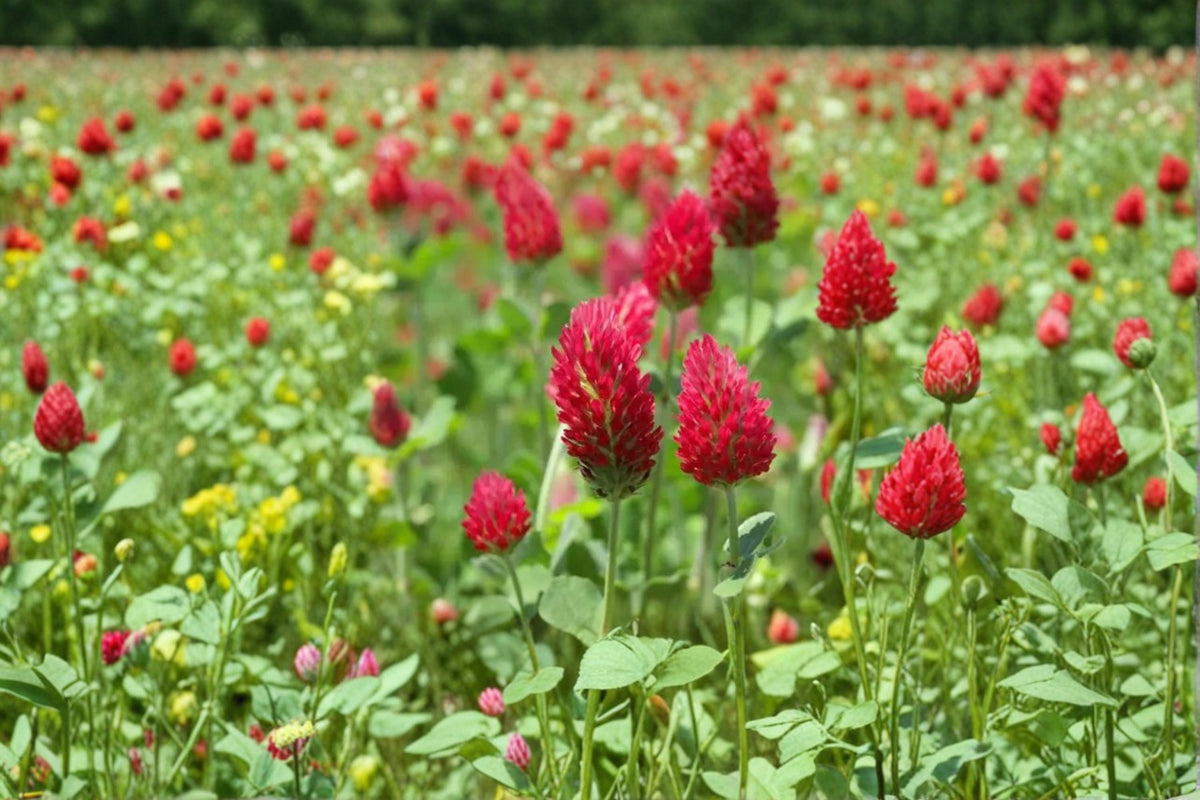 Crimson Clover Seeds 100 Pack – Trifolium incarnatum Herbaceous Annual Cover Crop for Soil Improvement