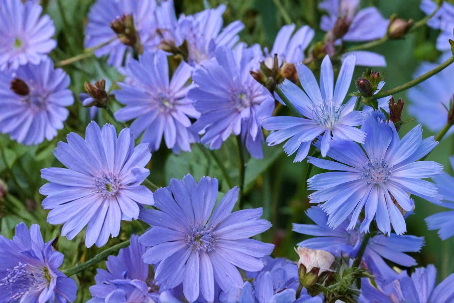 Blue Chicory Seeds – Herbaceous Perennial with Bright Blue Daisy Flowers – Cichorium intybus, Wildflower, Pollinator, Drought Tolerant