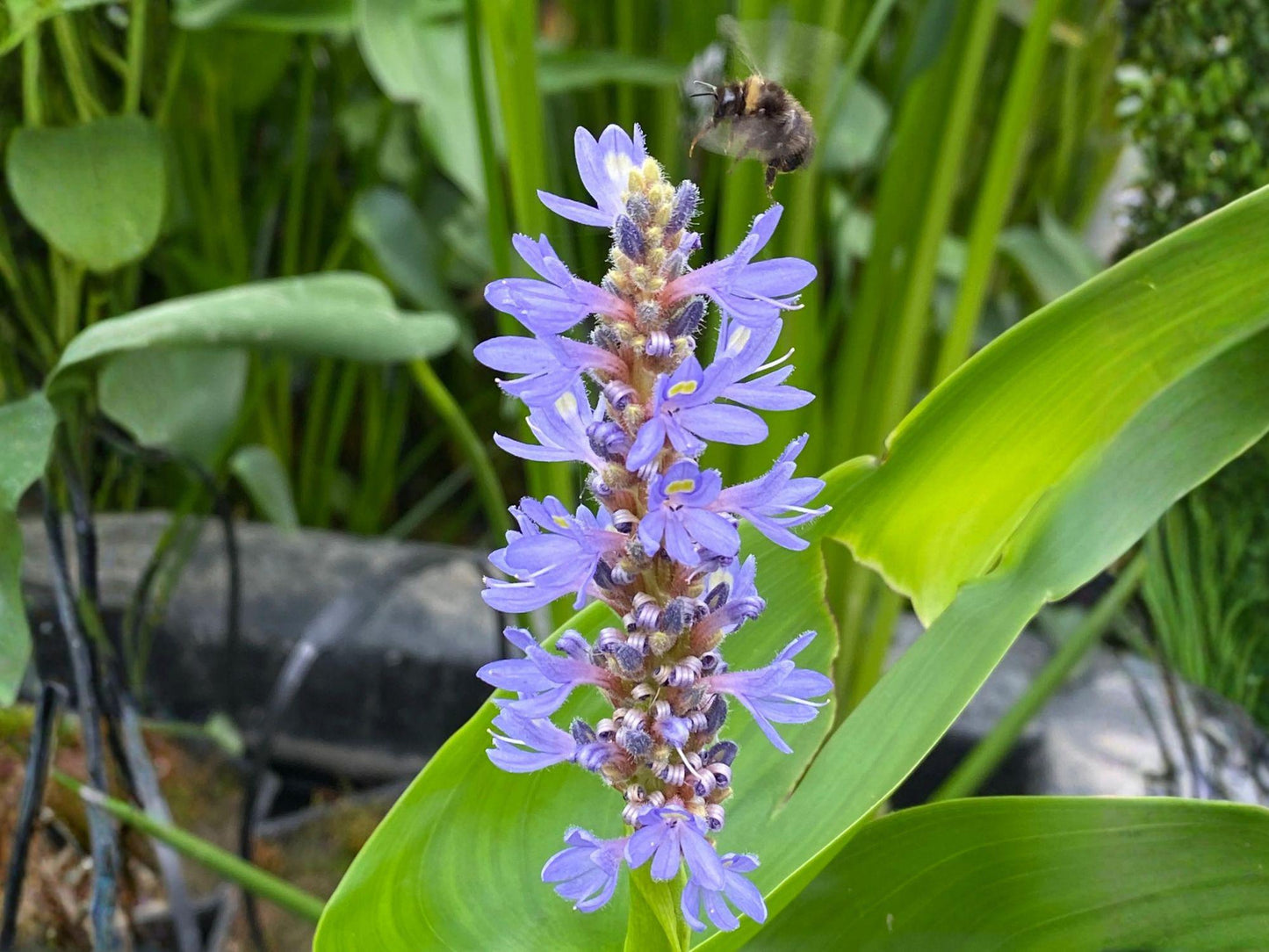 Pickerel Weed Seeds – Pontederia cordata Aquatic Plant for Water Gardens, Ponds & Wetlands, Non-GMO Heirloom Seeds