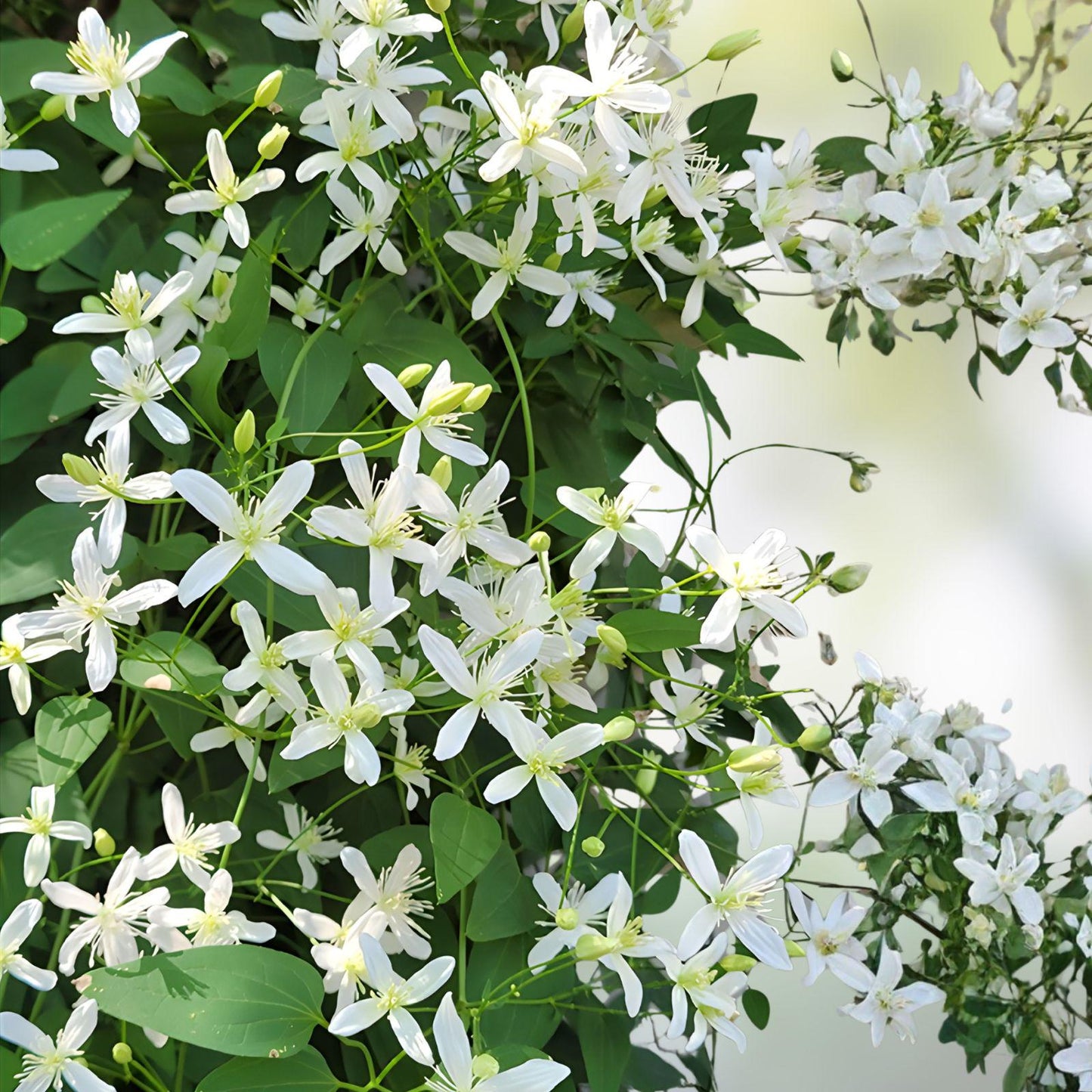 Sweet Autumn Clematis Vine Cuttings – Fragrant White Flowers, Climbing Perennial, Clematis terniflora, 10 Live 6" Cuttings