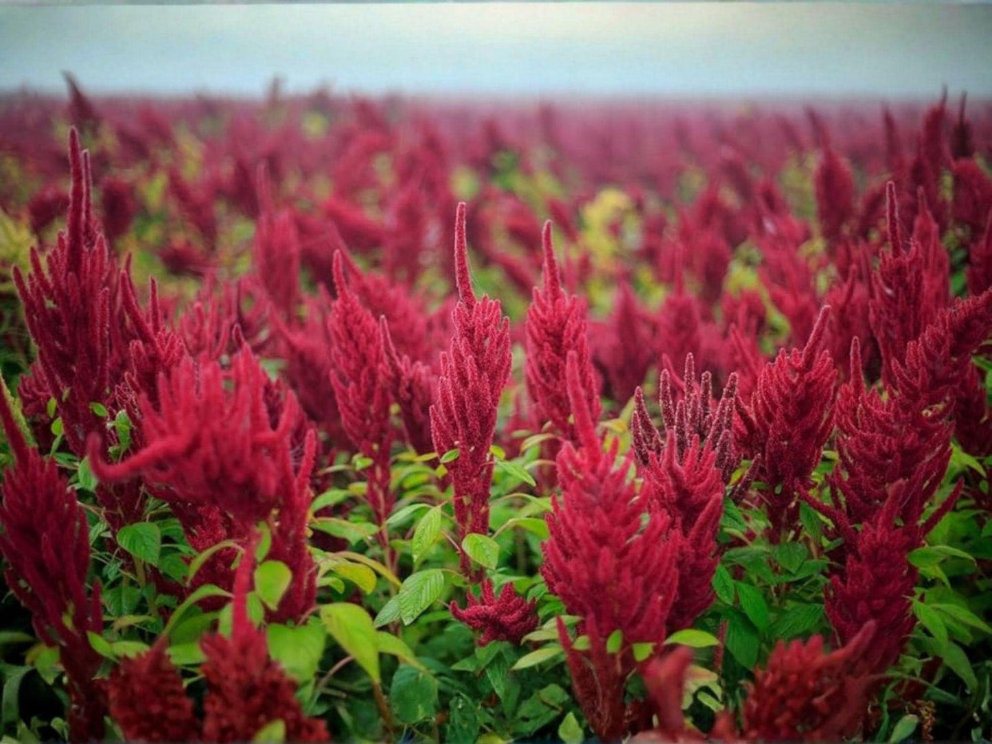 Red Garnet Amaranth Seeds - Heirloom Ornamental Edible Flower Plant - Amaranthus tricolor