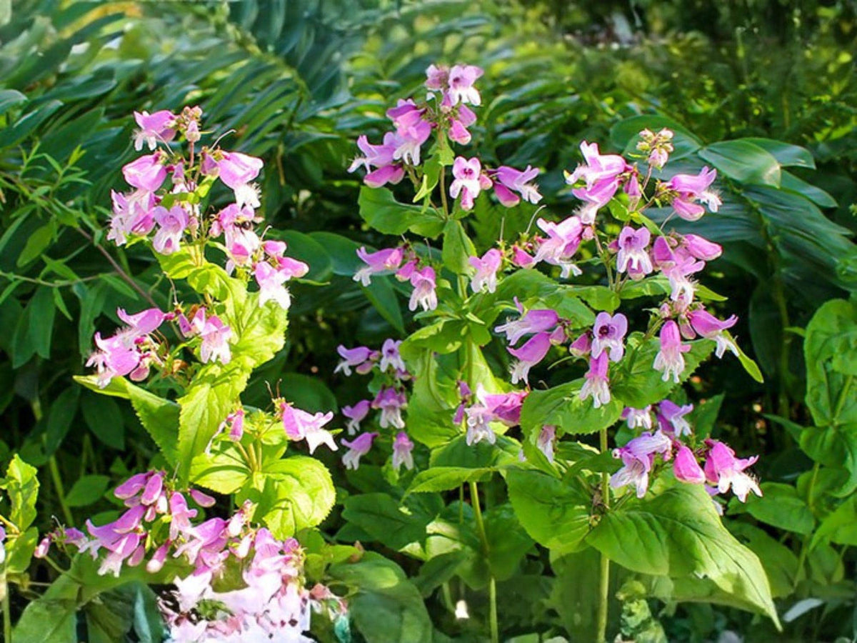 Penstemon calycosus Seeds | Calico Beardtongue Heirloom Non-GMO Native Wildflower Seeds for Garden Planting