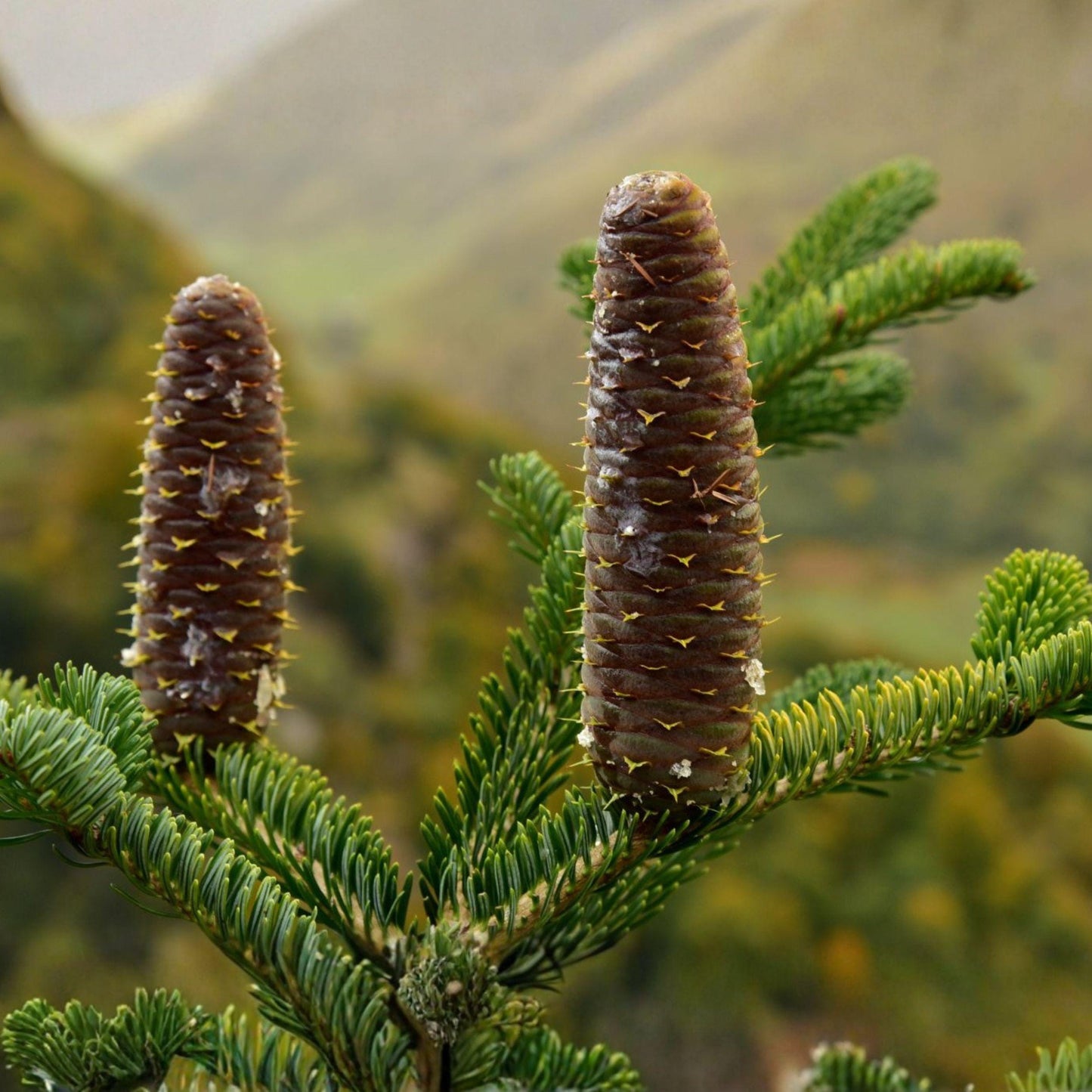 European Silver Fir Seeds Abies alba Evergreen Conifer Tree for Reforestation & Landscaping
