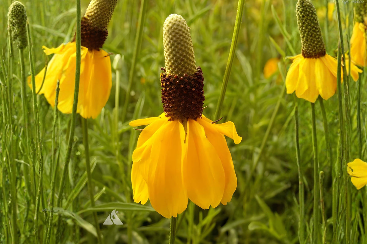 Prairie Coneflower Seeds 100 Pack | Native Wildflower with Yellow Petals & Cone-Shaped Centers | Ratibida columnifera