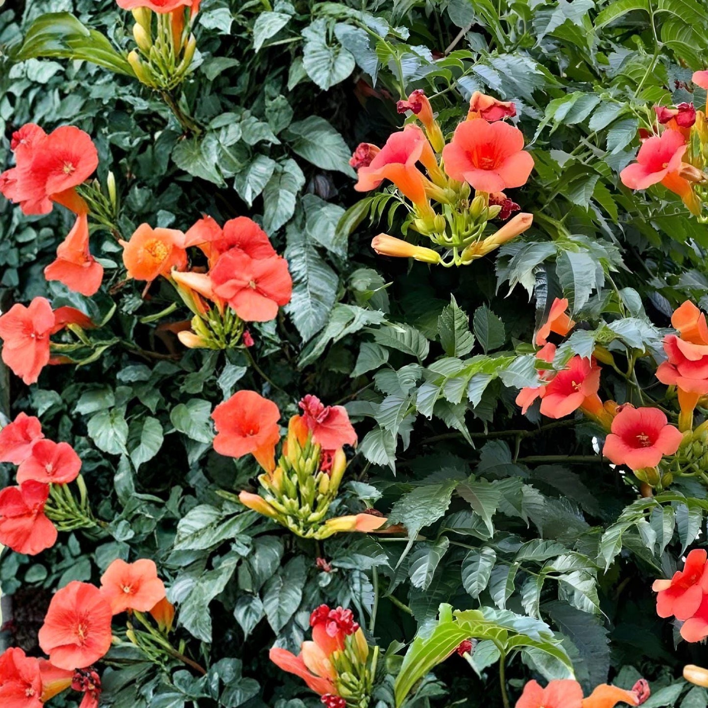 Trumpet Vine Live Plant – Bare Root Climbing Flowering Vine – Campsis radicans – Bright Orange-Red Blooms