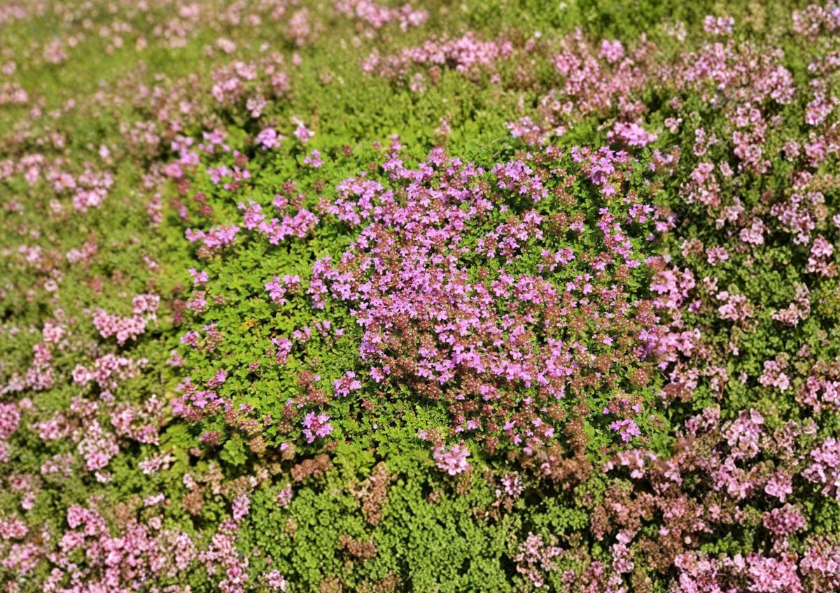 1000+ Creeping Thyme Seeds, Thymus serpyllum, Purple Flower Groundcover, Perennial Herb, Lawn Alternative, Pollinator-Friendly Plant