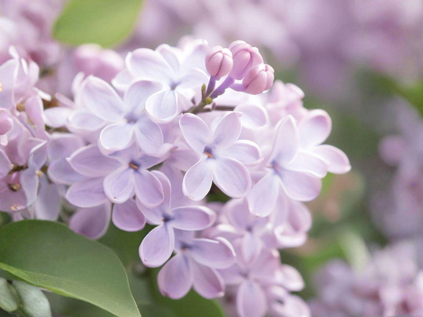Syringa Oblata Seeds – Early Lilac Flowering Shrub Heirloom Non-GMO for Home Garden, Ornamental Borders & Pollinator Gardens