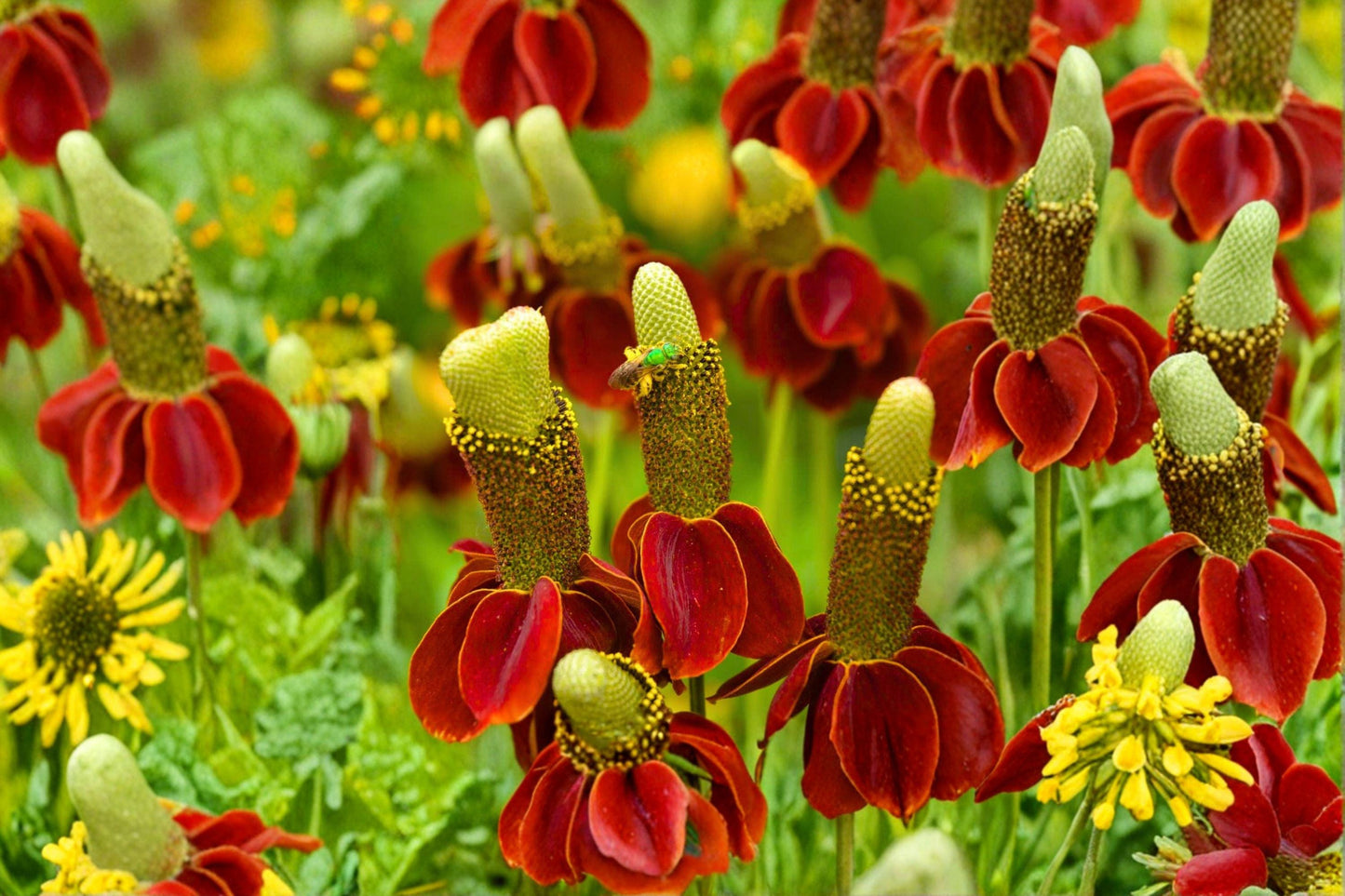 Mexican Hat Seeds, Drought Tolerant Perennial Wildflower, Red Yellow Blooms, Pollinator Garden, Ratibida columnifera, 500+ Seeds