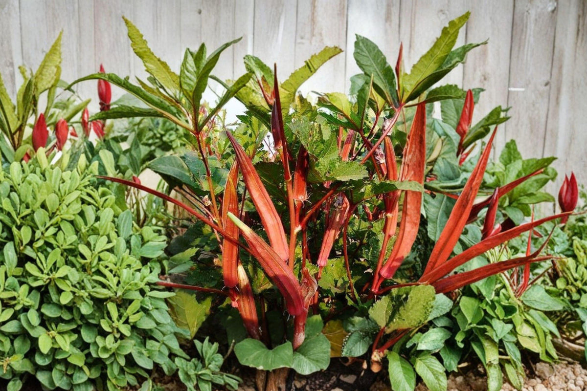 Jing Orange Okra Seeds - Rare Heirloom Bright Orange Pods, Tender Flavor, 50+ Seeds for Garden, Container, and Vegetable Growing