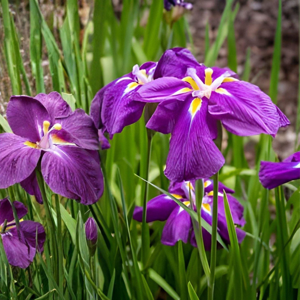 Japanese Iris Caesars Brother | 3 Rhizomes | Purple Flower Perennial | Water Garden Plant | Iris ensata
