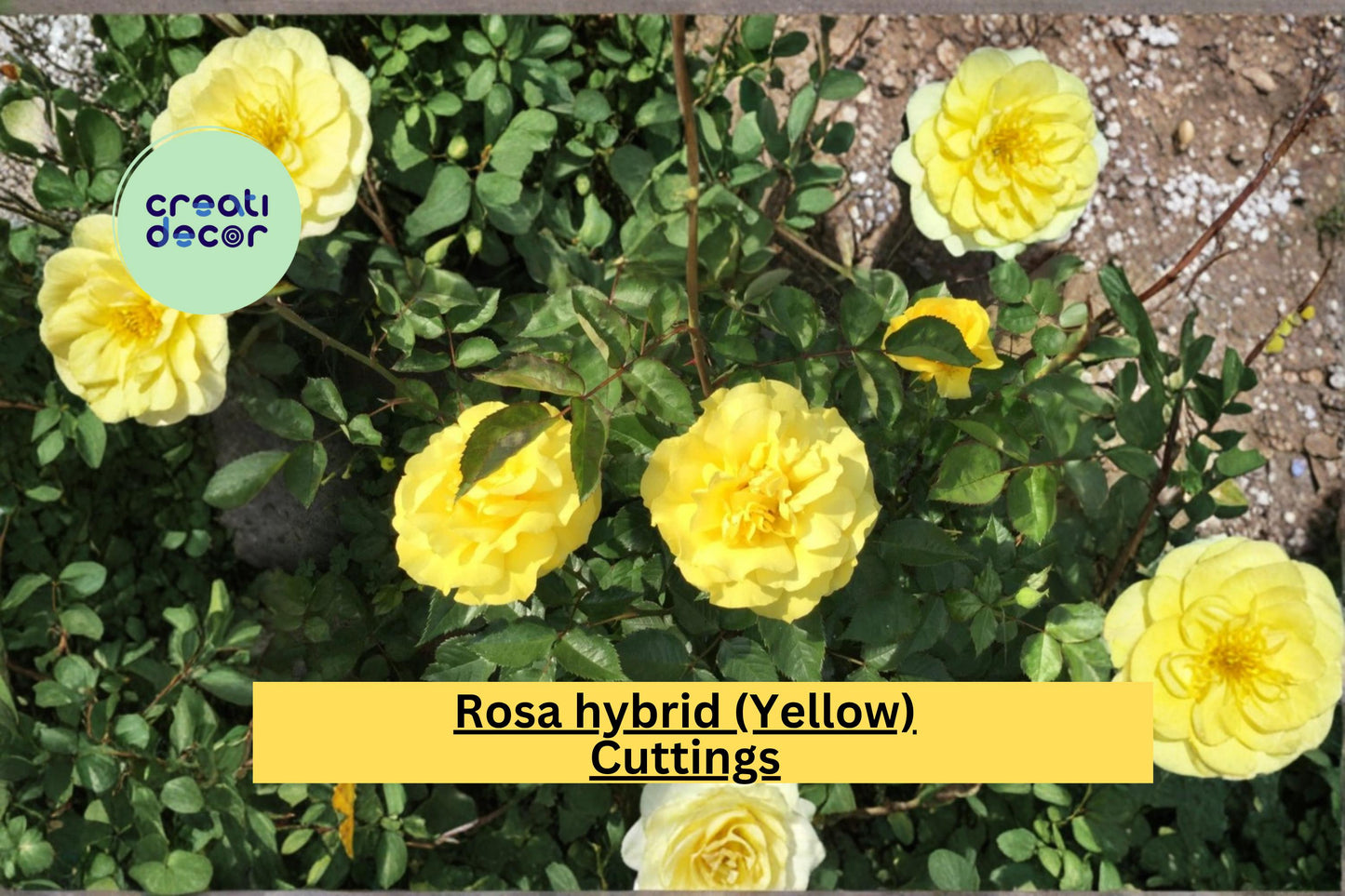 Yellow St. Patrick Rose Stem Cuttings, Rosa hybrid, Flowering Shrub Propagation for Garden Beds & Containers
