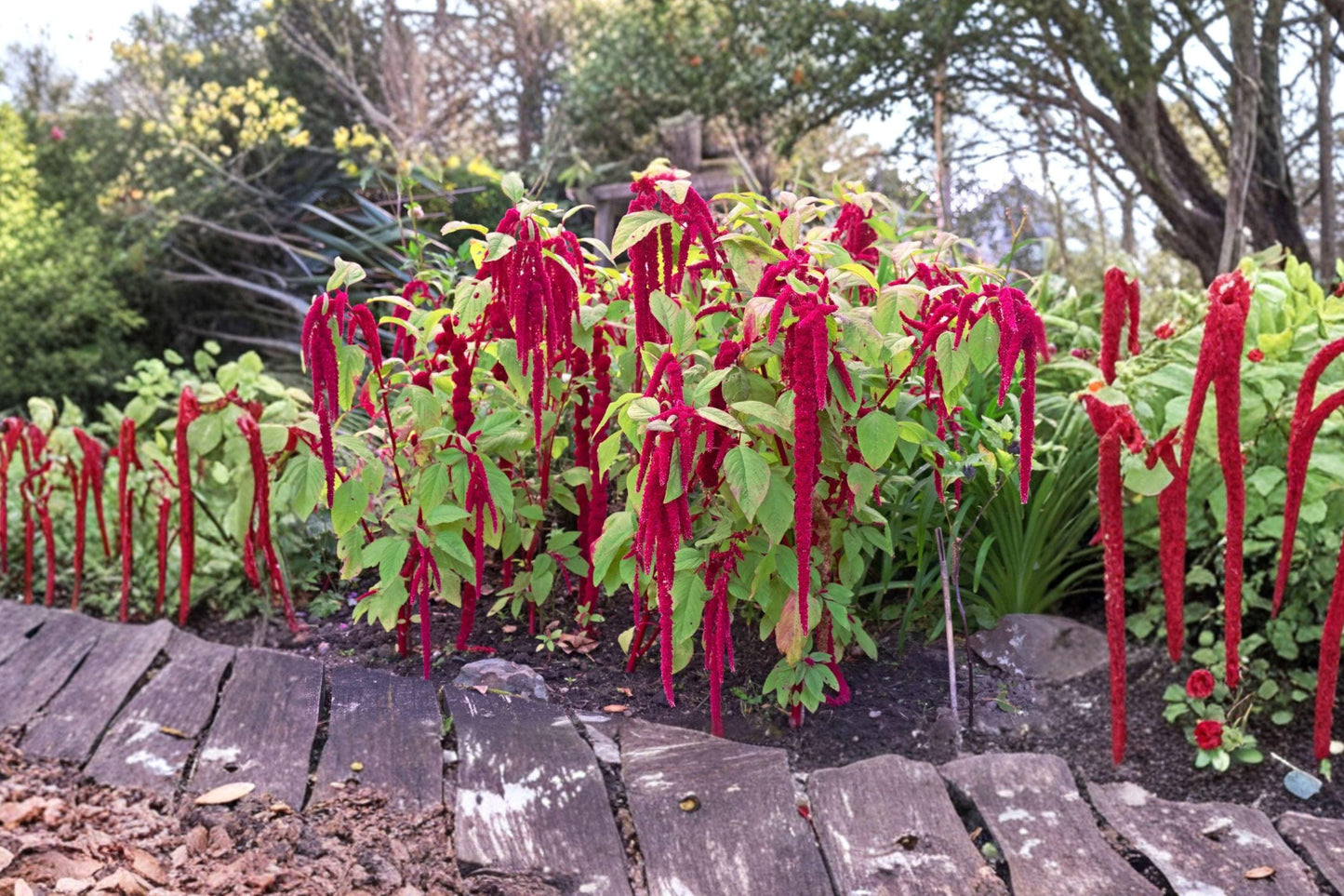Love Lies Bleeding Amaranthus Seeds – Heirloom Red Tassel Flower Garden Plant, Drought Tolerant, Long Cascading Blooms, Non-GMO, 2500+ Seeds