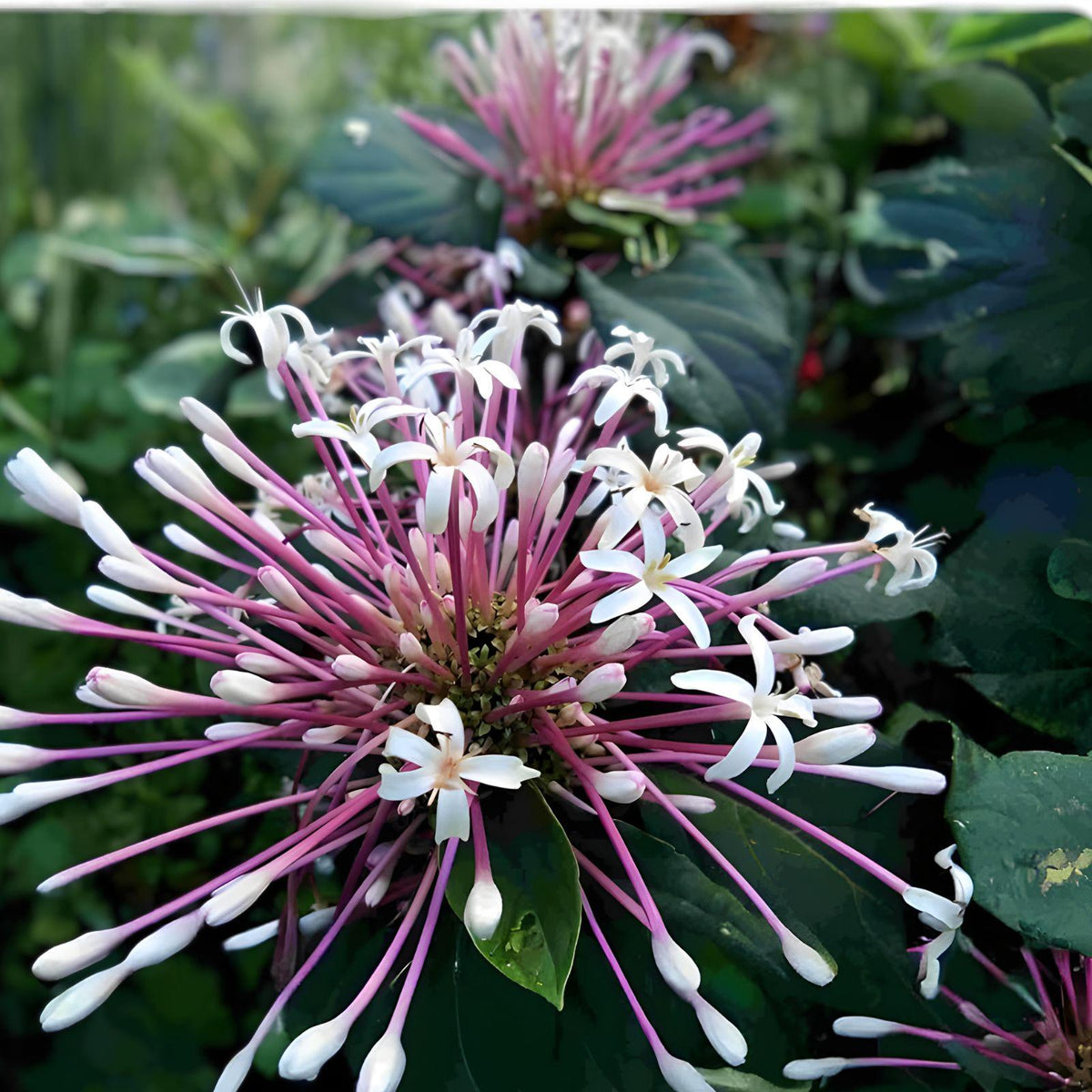 Starburst Plant Cuttings 10 Pack Clerodendrum quadriloculare Tropical Flower Propagation Shooting Star Plant