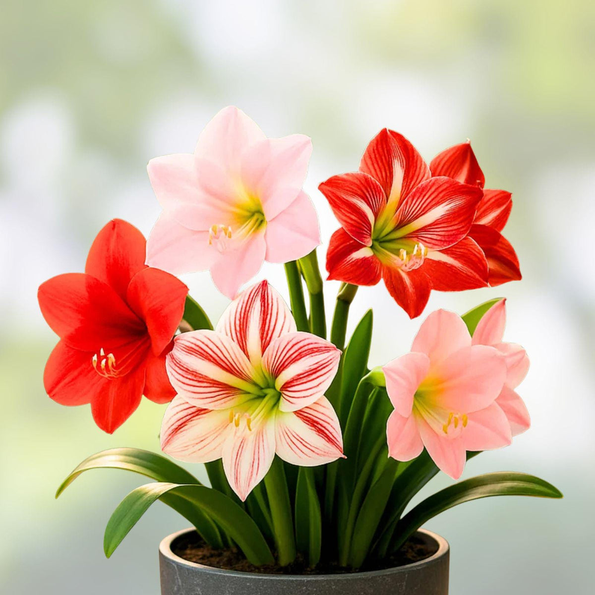 Dwarf Amaryllis Bulbs – 10 Live Hippeastrum Bulbs for Vibrant Winter Blooms, Indoor or Outdoor Planting