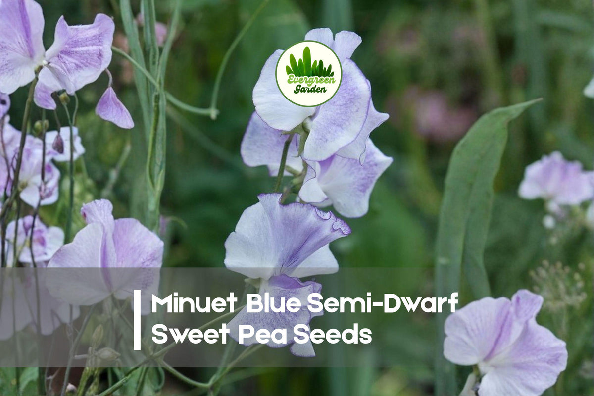 Minuet Blue Semi-Dwarf Sweet Pea Seeds | Fragrant Blue Blooms | Lathyrus odoratus | Container & Border Plant