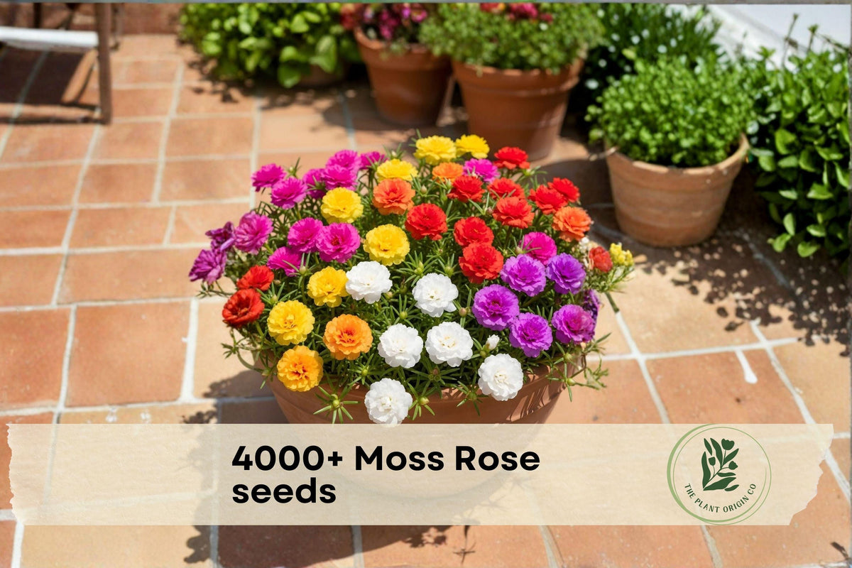4000+ Moss Rose Seeds, Portulaca grandiflora, Colorful Double Blooms, Ground Cover, Container Planting, Sunny, Drought Tolerant