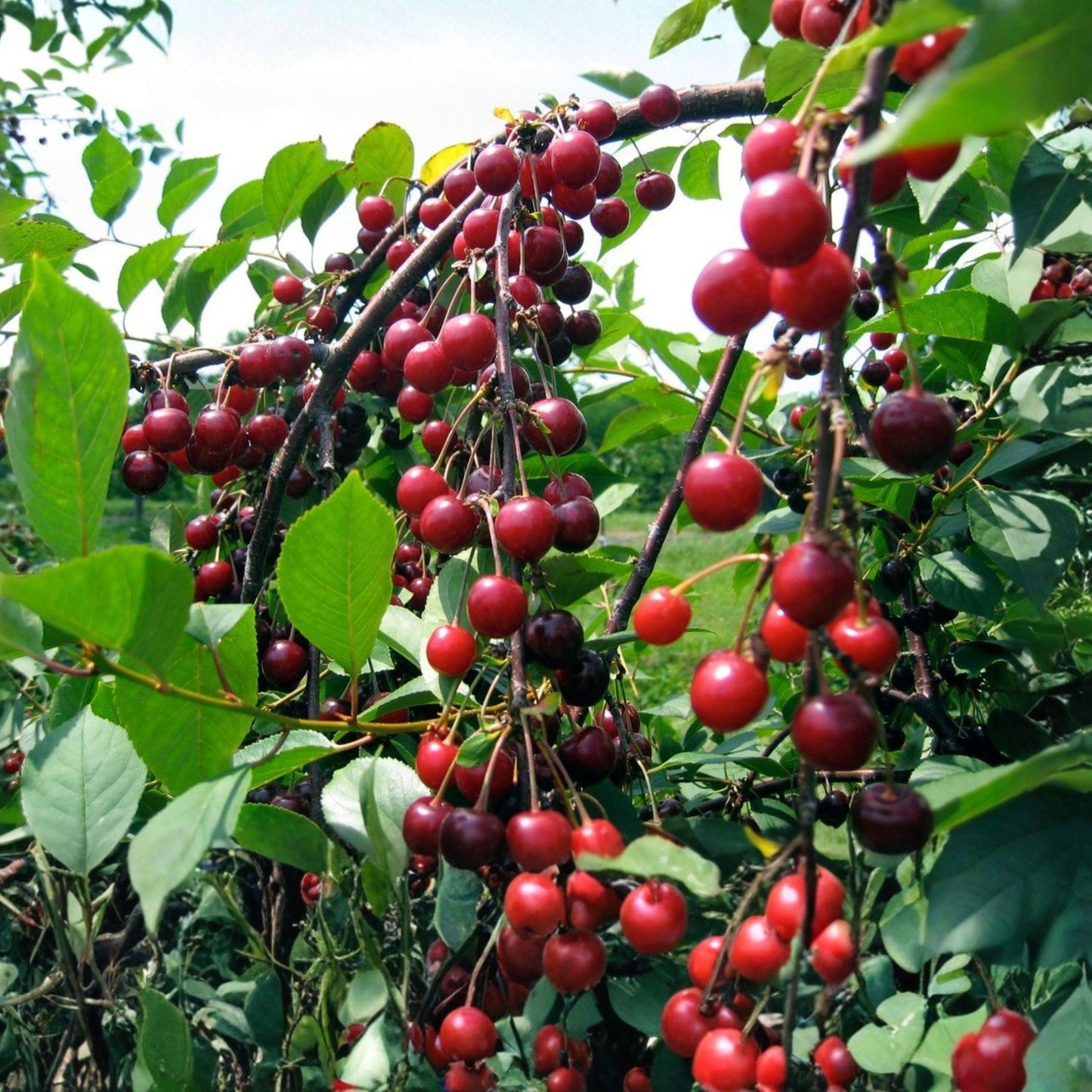 Sweet Cherry Seeds Prunus avium Edible Fruit Tree Garden Seeds for Orchard, Full Sun, Well-Drained Soil