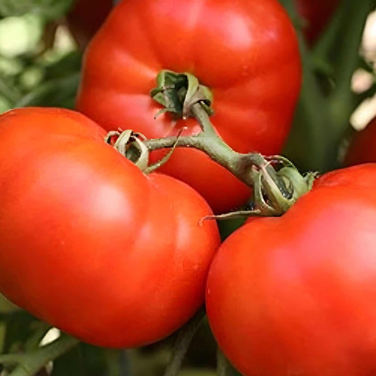 Bush Early Girl Hybrid Tomato Seeds – Compact 18-Inch Container Plant, Early Slicing Red Tomatoes, Solanum lycopersicum