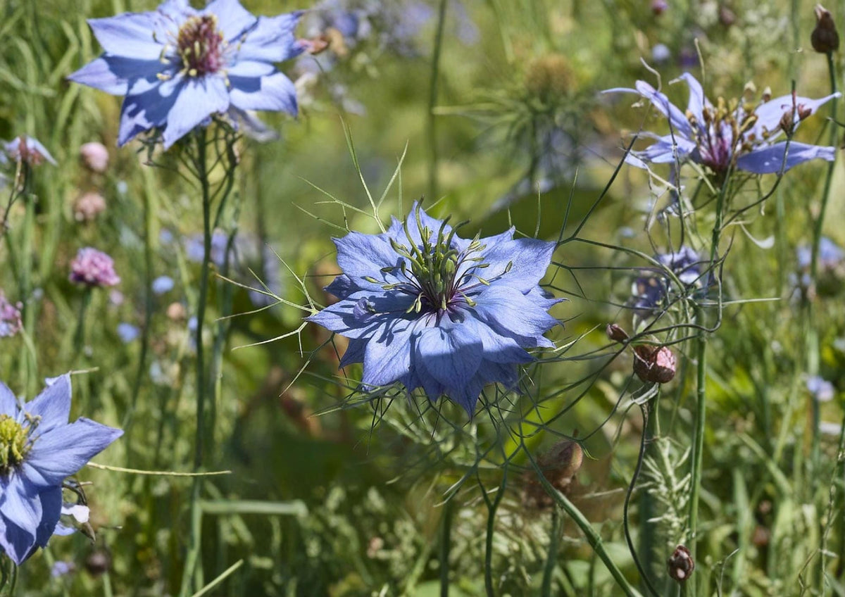 Black Cumin Seeds, Nigella sativa, Heirloom Non-GMO, Culinary Spice & Medicinal Herb Seeds for Herb Garden, Organic, Open-Pollinated