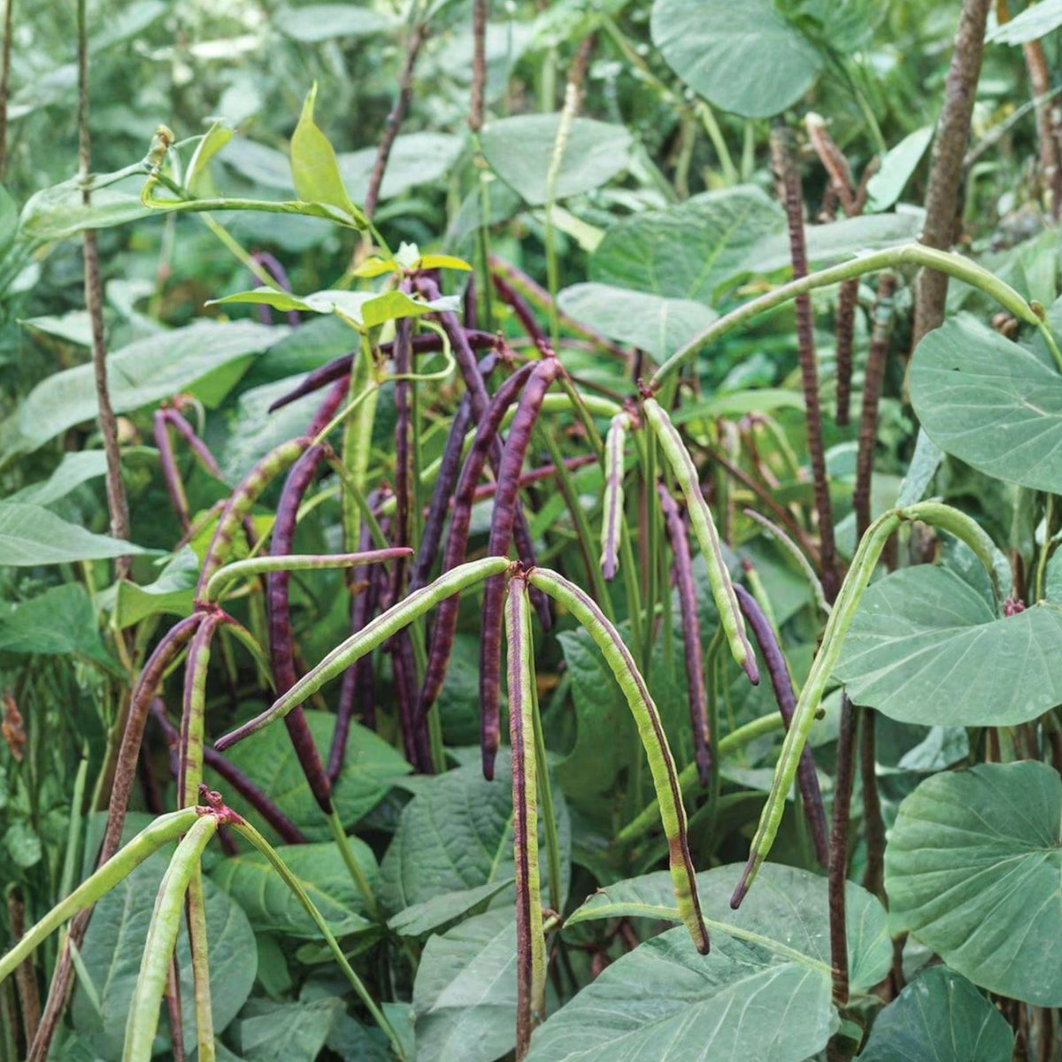 Purple Hull Pinkeye Cowpea Seeds, Vigna unguiculata, Heirloom, 30 Seeds for Full Sun, Bush to Semi-Vining, Heat-Loving Legume
