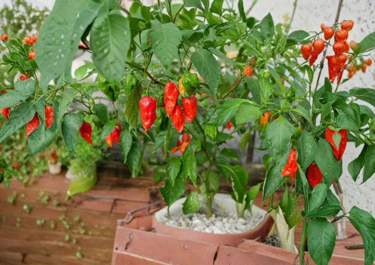 25+ Ghost Pepper Seeds, Bhut Jolokia, Non-GMO Heirloom, Extremely Hot Chili, Super Hot Pepper, Spicy Garden Seeds