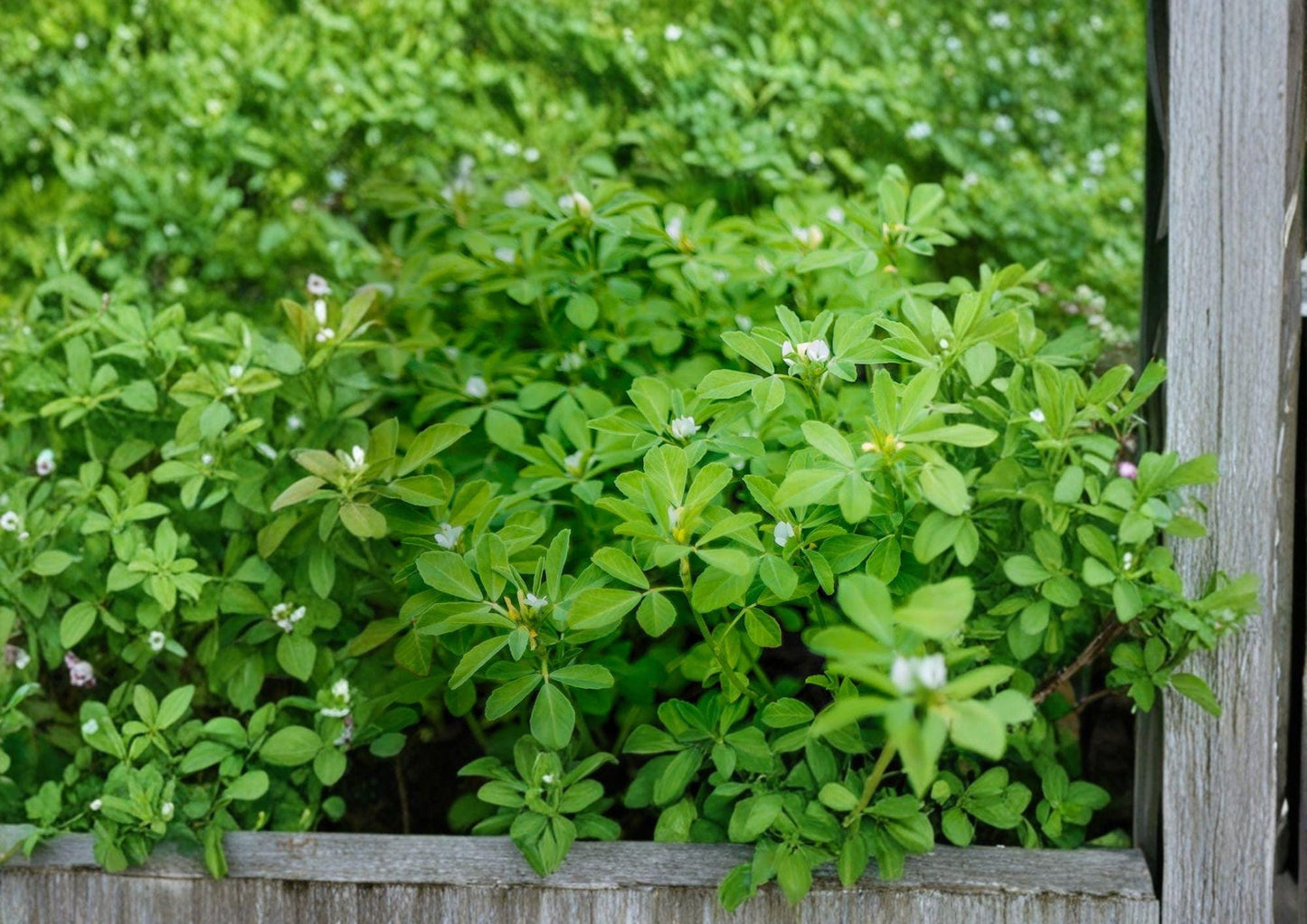 100 Fenugreek Seeds - Trigonella Foenum Graecum Heirloom Non-GMO Culinary & Medicinal Herb Seeds for Garden, Microgreens, Spice, Greens