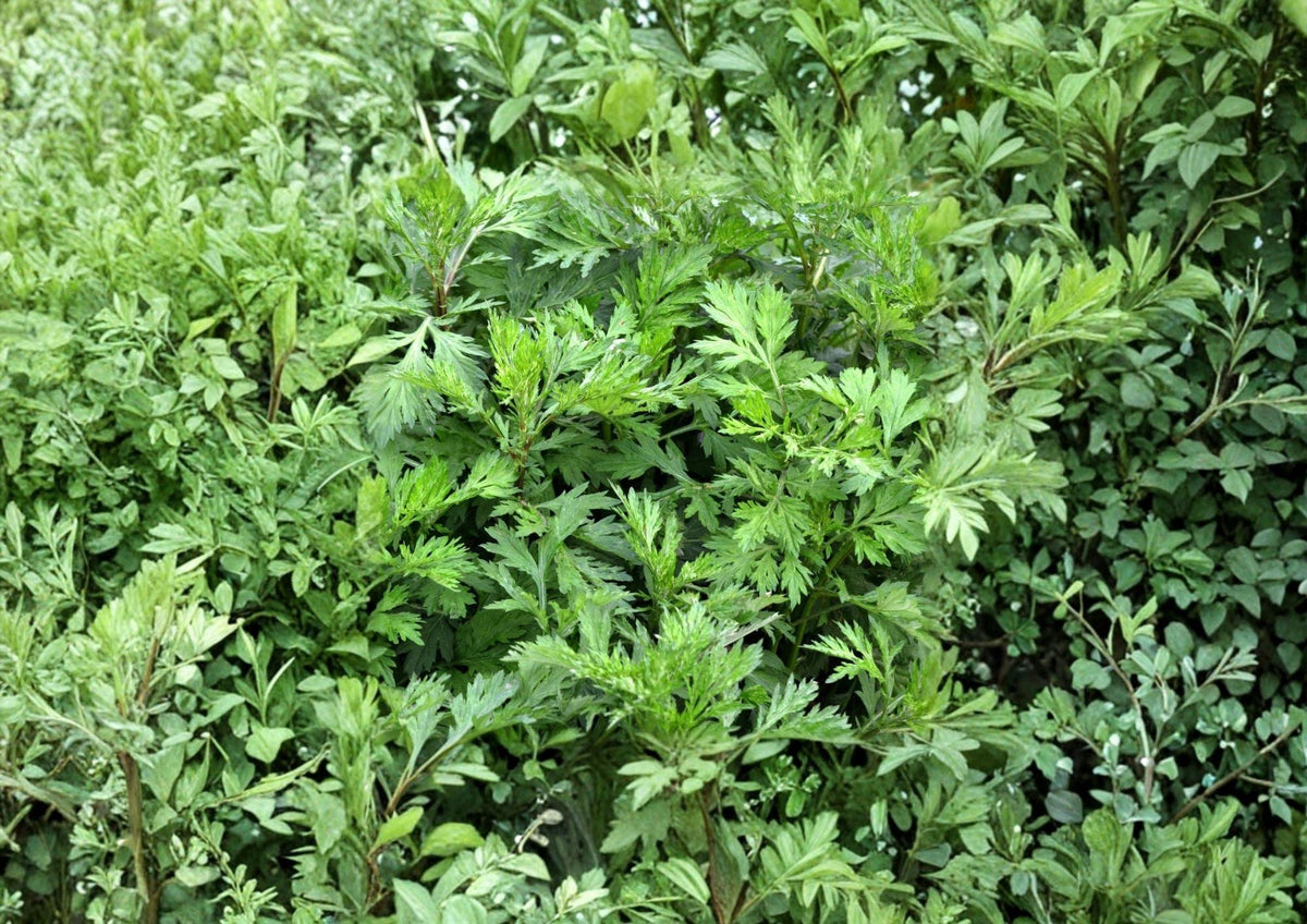 Mugwort Seeds, Artemisia vulgaris, Heirloom Non-GMO Perennial Herb for Culinary & Medicinal Gardens
