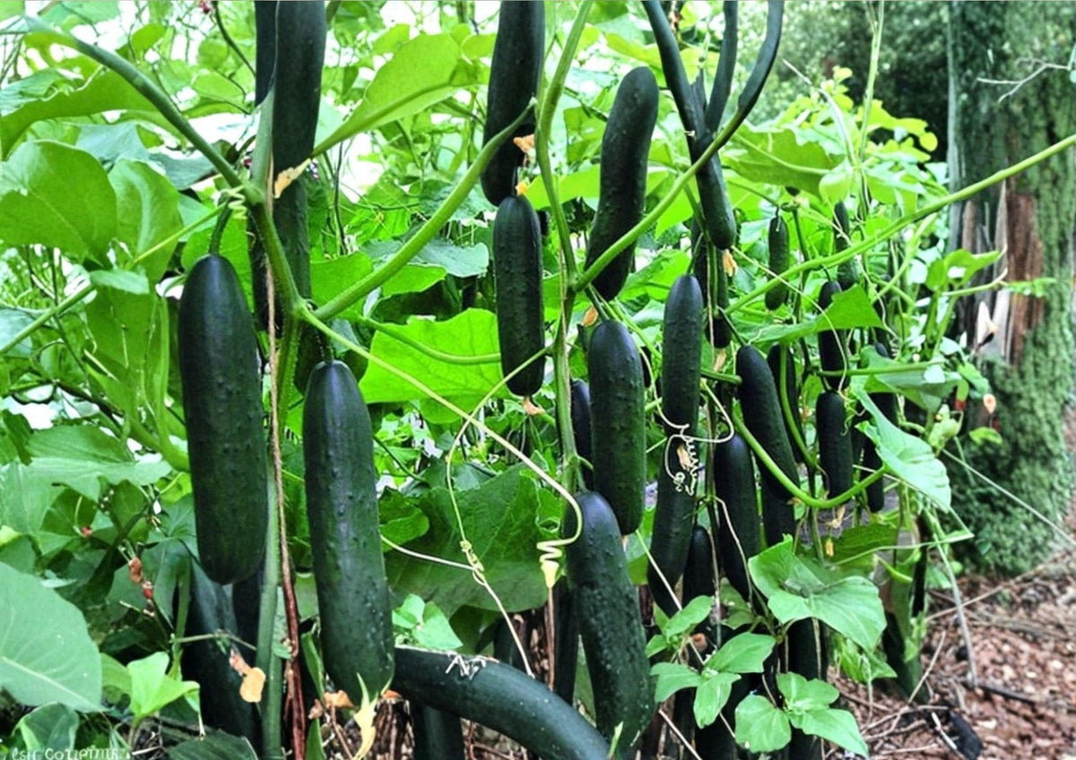 50+ Marketer Cucumber Seeds, Heirloom Non-GMO, Slicing & Pickling, High-Yield Vegetable Seeds, Cucumis sativus