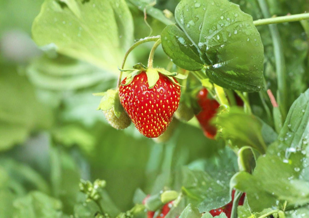 Heirloom Strawberry Seeds, Non-GMO Fragaria x ananassa, Sweet Juicy Berries for Garden, Container, and Hanging Basket Growing