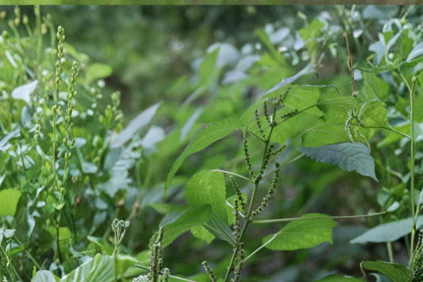 Smallspike False Nettle Seeds – Herbaceous Perennial, Green Flowers, Boehmeria cylindrica, Wetland & Woodland Edge Plant