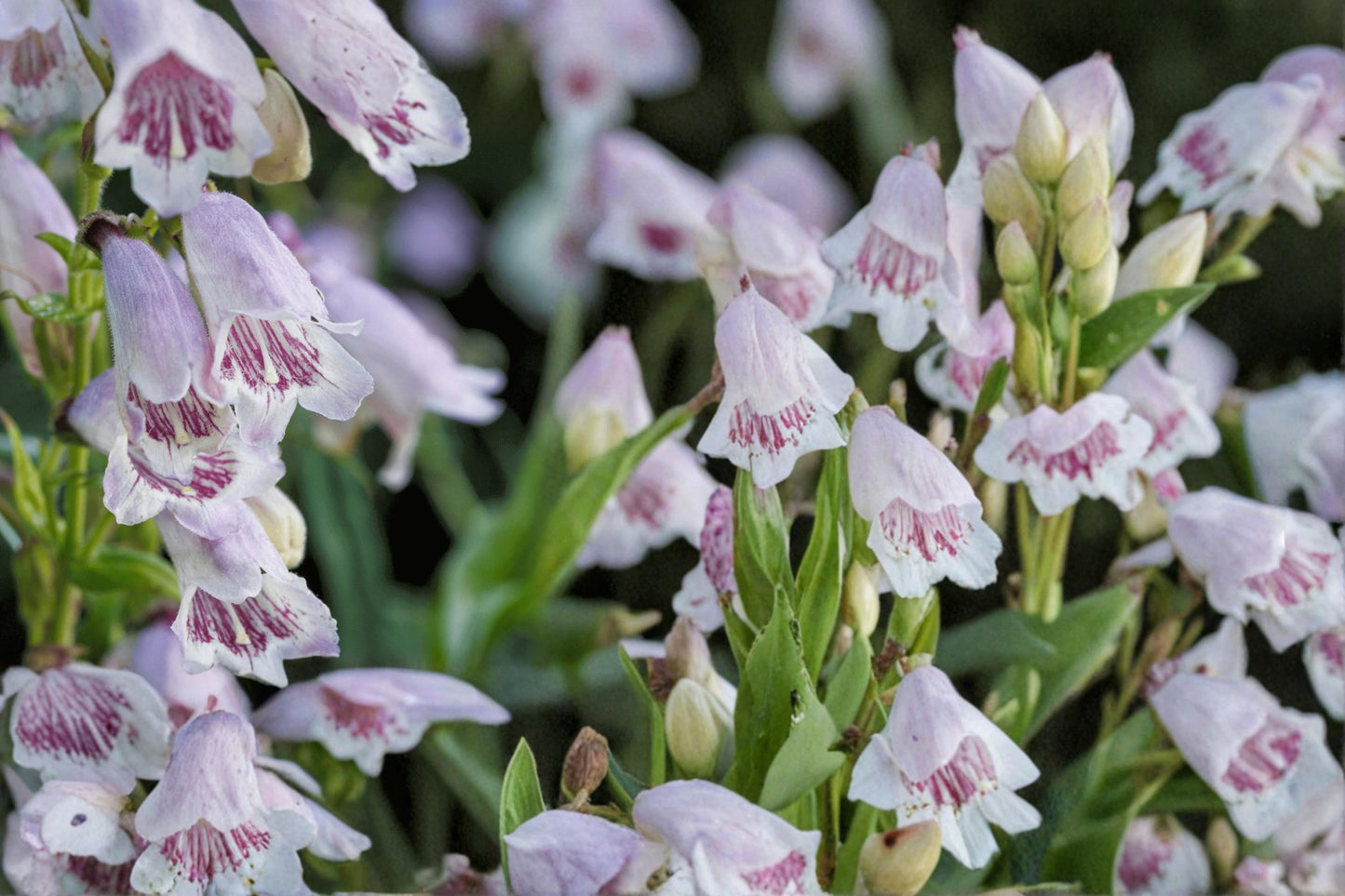 Foxglove Beardtongue Seeds – Penstemon digitalis Herbaceous Perennial with White Pink Tubular Flowers, Native Wildflower Garden Plant