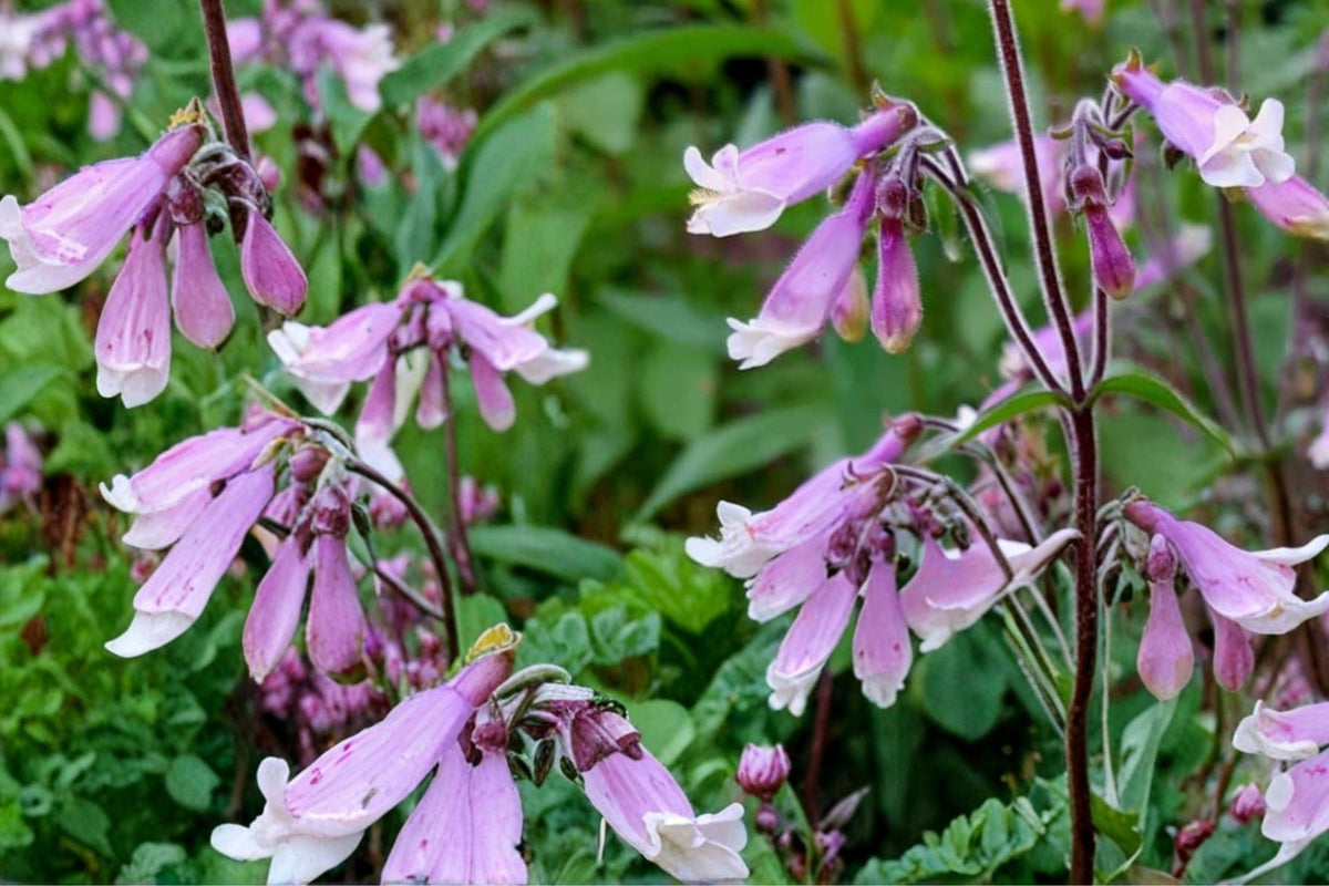 Hairy Beardtongue Seeds – Penstemon hirsutus, Lavender to Pale Purple Tubular Flowers, Native Perennial for Wildflower Gardens