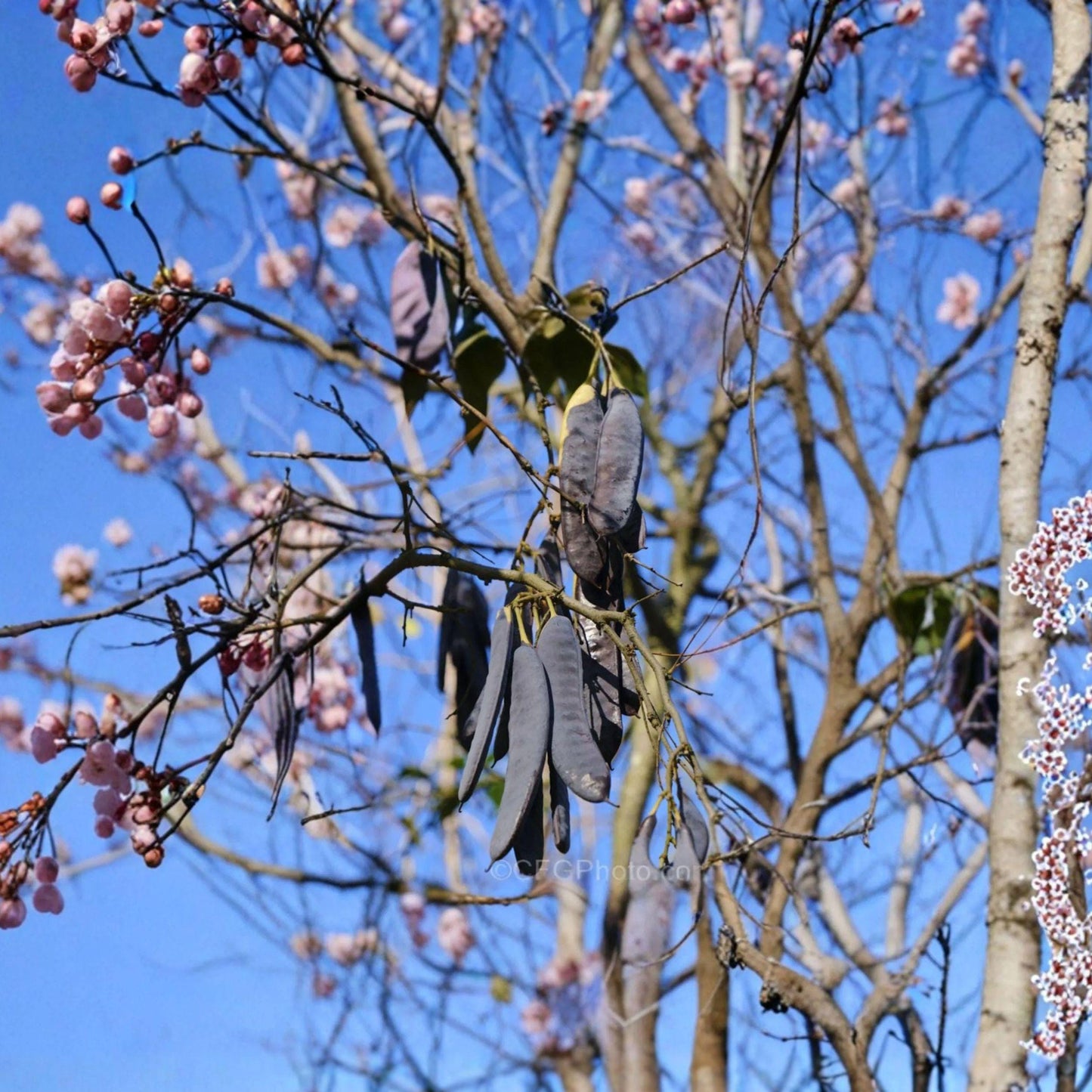 Gleditsia sinensis Seeds – Chinese Honeylocust, Soap Bean Tree, Ornamental Deciduous Plant, Traditional Use, 10 Seeds