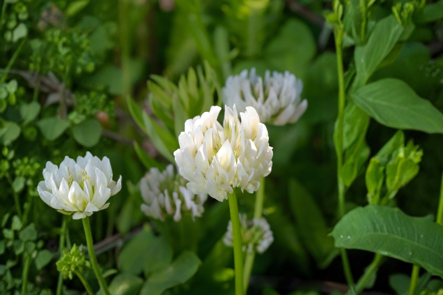 Berseem Clover Seeds 100 Pack | Egyptian Trifolium alexandrinum Forage Cover Crop & Soil Fertilizer