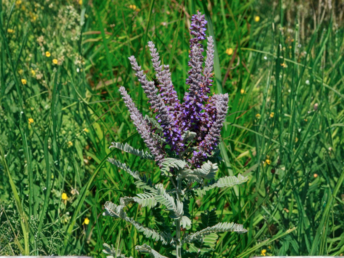 Amorpha canescens Lead Plant Seeds – Native Prairie Perennial, Pollinator Garden, Heirloom, Non-GMO, Wildflower Seeds
