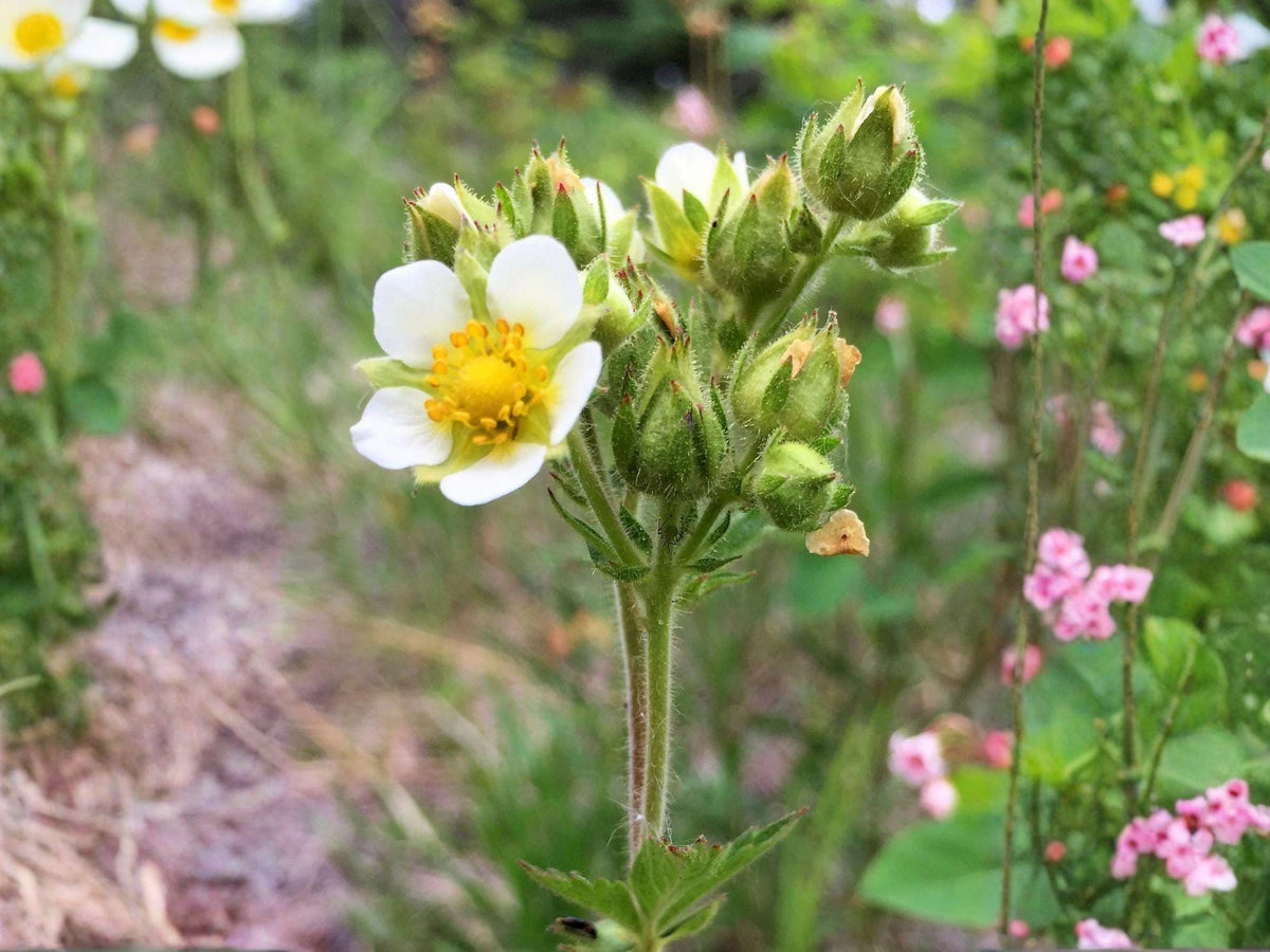 Prairie Cinquefoil Seeds – Heirloom Non-GMO Native Wildflower for Prairie Gardens & Pollinator Gardens – Drymocallis arguta
