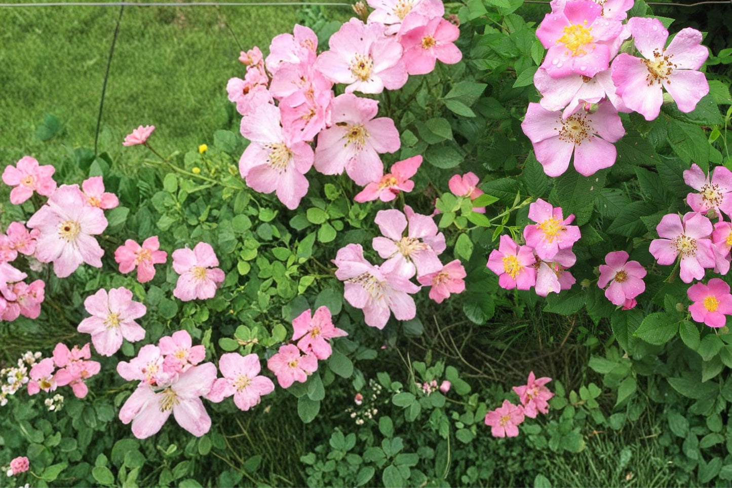 Illinois Rose Seeds – Rosa setigera, Climbing Shrub with Bright Pink Flowers, Native Perennial for Trellises & Naturalized Gardens