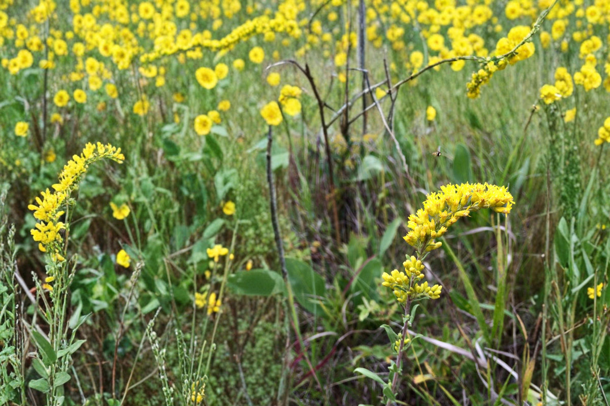 Old Field Goldenrod Seeds – Solidago nemoralis – Native Perennial Wildflower for Meadows & Prairies