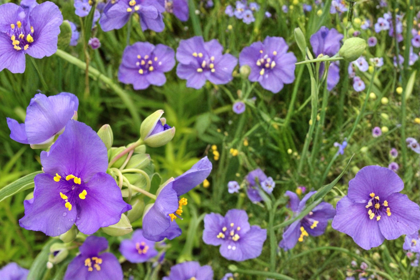 Ohio Spiderwort Seeds – 25 Pack, Tradescantia ohiensis, Native Perennial with Blue-Violet Flowers for Prairie & Garden Borders