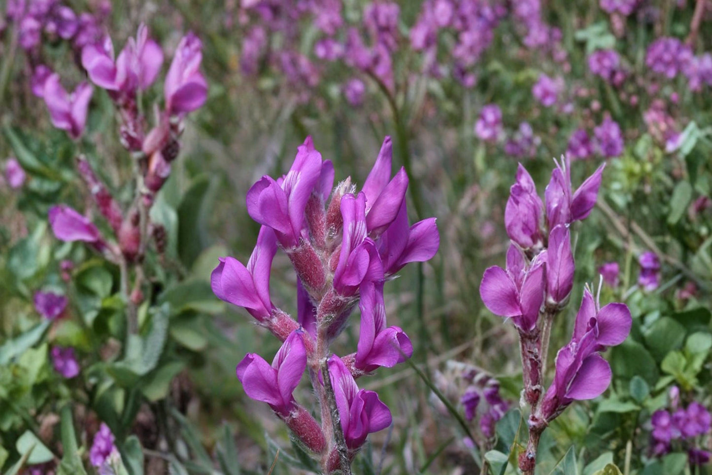 Showy Locoweed Seeds – Oxytropis lambertii Herbaceous Perennial with Purple to Pink Flowers, Drought Tolerant, Prairie & Rock Garden Plant